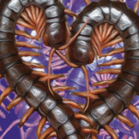 Two brown centipedes next to each other in a heart shape