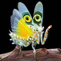 A Spiny Flower Mantis with its arms and wings raised looking at the camera