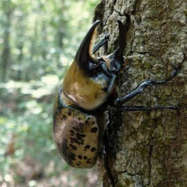 A yellow Hercules Beetle with black spots clinging to a tree