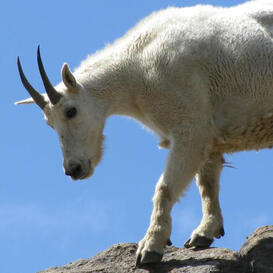 A white mountain goat with its head lowered