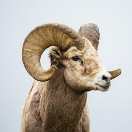 A Bighorn Ram looking off to the side against a white background